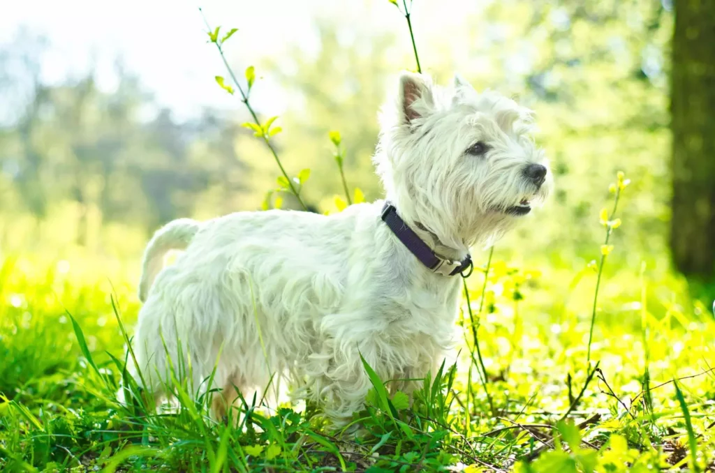 West Highland Terrier